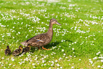 Family of ducks