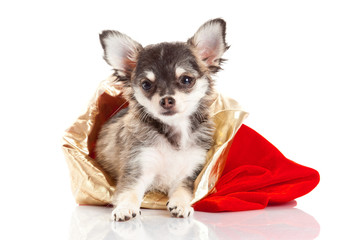 Chihuahua puppy for Christmas