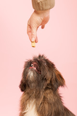 Reward for the dog