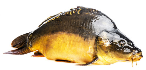 carp on a white background
