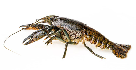 crayfish isolated on a white background