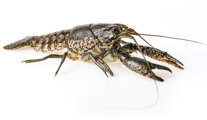 crayfish  on a white background