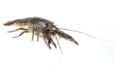 crayfish - Procambarus fallax isolated