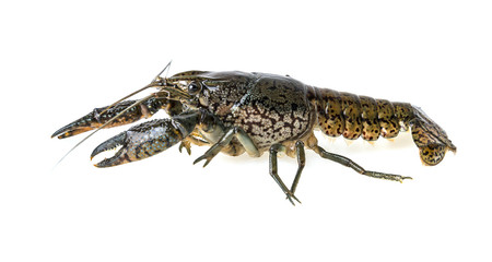 crayfish isolated on a white background