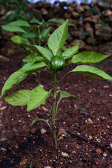 bell pepper plant