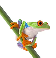 Wall murals Frog red eyed tree frog isolated