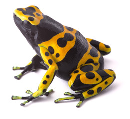 Obraz premium yellow poison dart frog