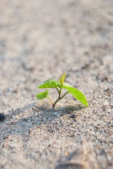 sprout in ground