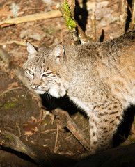 Naklejka na ściany i meble Wild Animal Bobcat Walking Stalking Through Woods