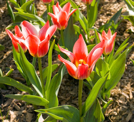 field of tulips