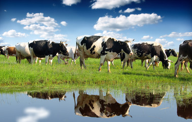 Calves on the field