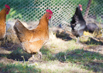 Chickens