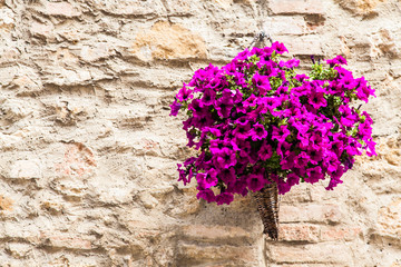 Tuscan flowers