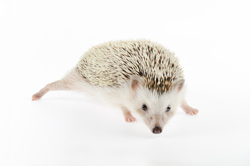 african pygmy hedgehog