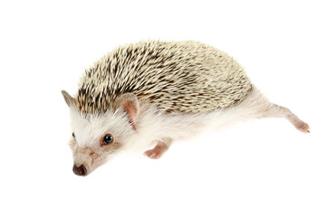 african pygmy hedgehog