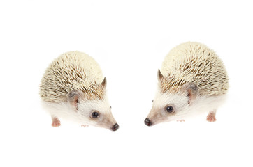 Obraz premium african pygmy hedgehog