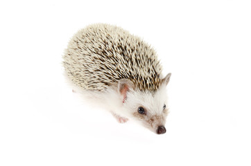 african pygmy hedgehog
