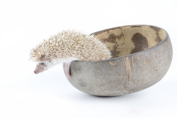 african pygmy hedgehog
