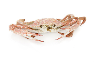 boil crab