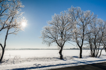 Fototapeta na wymiar zimowy krajobraz z drzew pokryte śniegiem