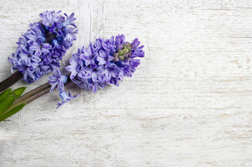 Beautiful violet hyacinth flowers on wooden background