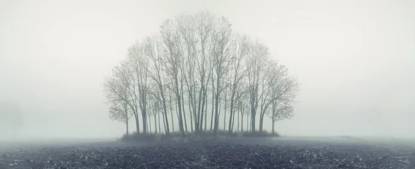 Photo sur Plexiglas Automne Small forest in autumn foggy day