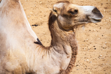 Camel