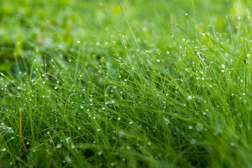 Роса на газоне.