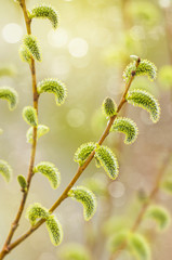 Blooming Willow