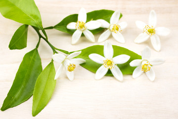 Naklejka premium 甘夏みかんの花