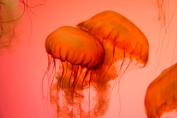 Fototapeta premium Close up shot of Jelly fish