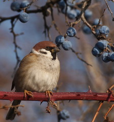 Tree Sparrow on branch, Passer montanus