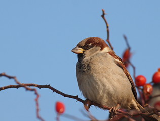 House Sparrow on branch, Passer domesticus