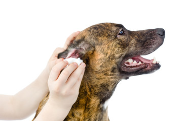 Veterinarian cleans ears to a dog. isolated on white background