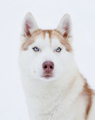 Husky portrait