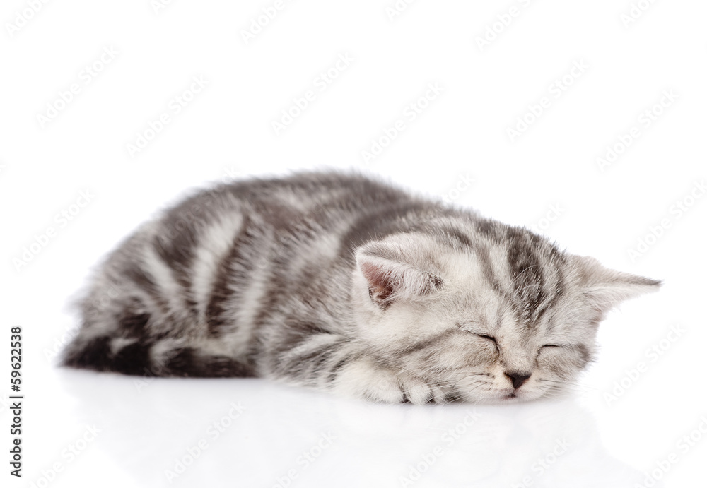 Poster scottish kitten sleeping. isolated on white background