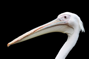 TIERE_1875_Rosapelikan