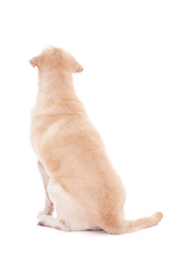 back view of sitting dog isolated on white