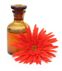 Gerbera with bottle of essential oil