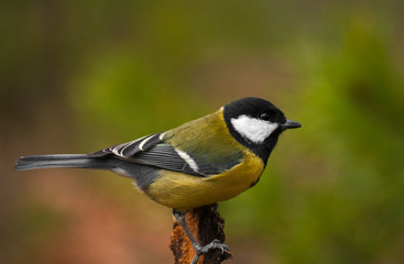 Tit - parus