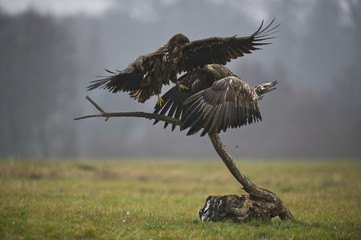 pygargue à queue blanche