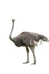 Peel and stick wall murals Ostrich A Beautiful Female Ostrich Isolated on White