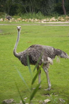 A Beautiful Female Ostrich