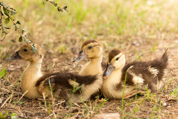 duckling