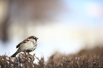 sparrow in the bushes