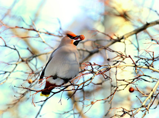 waxwing eats berries