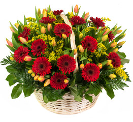 Bouquet of red gerbera and tulip flowers in basket isolated on white background