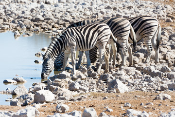 Fototapeta na wymiar Zebra przy wodopoju