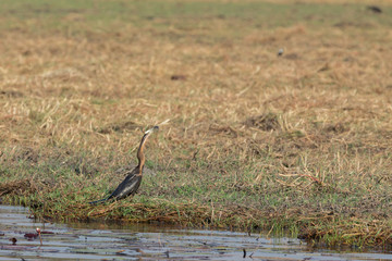 African Darter fishing