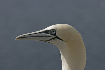 Gannet, Sula bassana